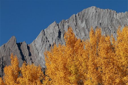fall aspen leaves - Autumn Aspen Trees with the Sawback Range in the Canadian Rockies Stock Photo - Budget Royalty-Free & Subscription, Code: 400-05878647