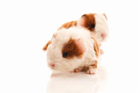 baby guinea pig Stock Photo - Budget Royalty-Free & Subscription, Code: 400-05878648