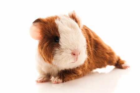 baby guinea pig Stock Photo - Budget Royalty-Free & Subscription, Code: 400-05878649
