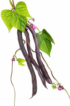 simsearch:400-05744513,k - Violet kidney beans with leaves and flowers isolated on white background Stock Photo - Budget Royalty-Free & Subscription, Code: 400-05878676