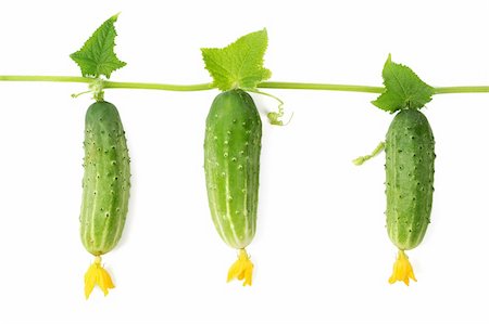 simsearch:400-04823439,k - Three cucumbers growing on a vine; isolated on white background Stockbilder - Microstock & Abonnement, Bildnummer: 400-05878678