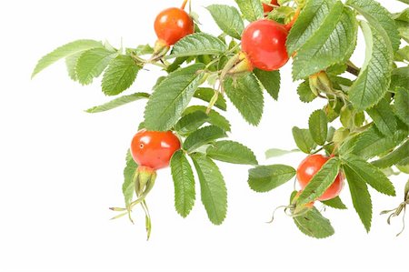 rosa canina - Branch of dog rose. Image isolated over pure white background Stock Photo - Budget Royalty-Free & Subscription, Code: 400-05878679