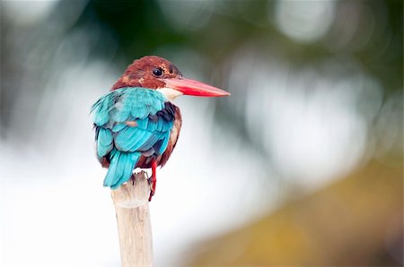 simsearch:400-04923236,k - The kingfisher sitting on a tree branch Stock Photo - Budget Royalty-Free & Subscription, Code: 400-05879084