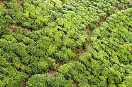 Closeup of patterns from trees on a tea plantation Stock Photo - Budget Royalty-Free & Subscription, Code: 400-05879080