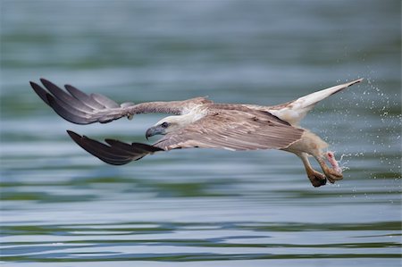 serre (oiseau) - photo of ea eagle with food in his talon flying really fast Photographie de stock - Aubaine LD & Abonnement, Code: 400-05879194