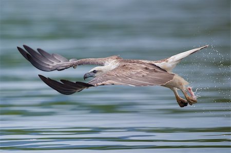 simsearch:400-05163121,k - photo of ea eagle with food in his talon flying really fast Stock Photo - Budget Royalty-Free & Subscription, Code: 400-05879194