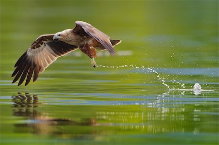 simsearch:400-08980734,k - photo of brahminy kite hunting in the lake Photographie de stock - Aubaine LD & Abonnement, Code: 400-05879193