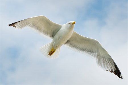 simsearch:400-05356777,k - photo of seagull flying in the sky Photographie de stock - Aubaine LD & Abonnement, Code: 400-05879285