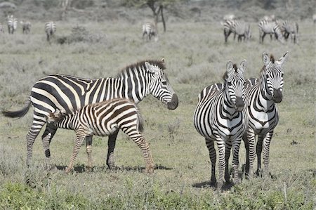 simsearch:400-05382792,k - Feeding of a foal of a zebra. The foal sucks mum. Nearby there are two zebras. On a background bushes in savanna. Fotografie stock - Microstock e Abbonamento, Codice: 400-05879445