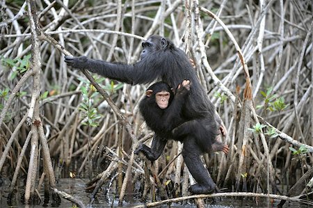 simsearch:400-06891705,k - Chimpanzee with a cub. The chimpanzee with a cub on roots mangrove thickets Foto de stock - Super Valor sin royalties y Suscripción, Código: 400-05879449