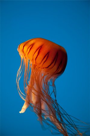 Beautiful jellyfish captured in the Baltimore Aquarium Stock Photo - Budget Royalty-Free & Subscription, Code: 400-05879676