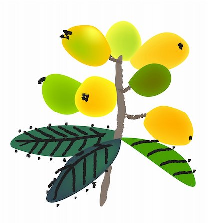 chinese style traditional painting - loquat, specially for Chinese new year. Stock Photo - Budget Royalty-Free & Subscription, Code: 400-05879739