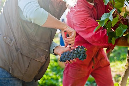 Two Workers harvest grapes on the vineyard Stock Photo - Budget Royalty-Free & Subscription, Code: 400-05879893