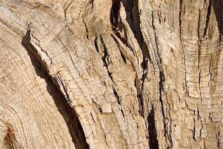 nature dry wood. outdoor shot Stock Photo - Budget Royalty-Free & Subscription, Code: 400-05884233