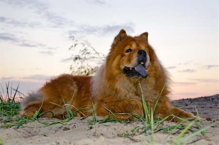 portrait of a dog breed chow at sunset Stockbilder - Microstock & Abonnement, Bildnummer: 400-05884449