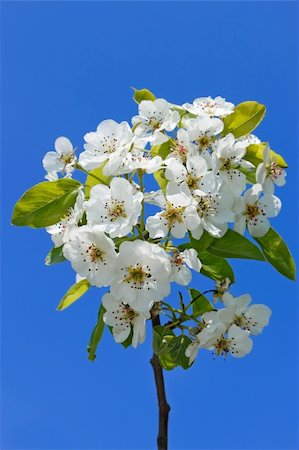 simsearch:400-04437778,k - Flowering cherry branch against the background of blue sky Photographie de stock - Aubaine LD & Abonnement, Code: 400-05884502