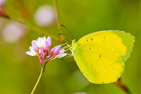 simsearch:400-07674888,k - the butterfly fall on the flower in a garden outdoor. Fotografie stock - Microstock e Abbonamento, Codice: 400-05884524