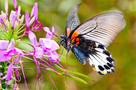 simsearch:400-06084186,k - the butterfly fall on the flower in a garden outdoor. Foto de stock - Royalty-Free Super Valor e Assinatura, Número: 400-05884525