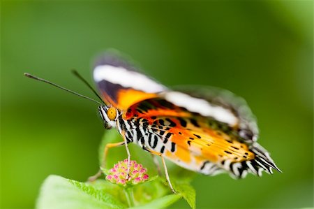 simsearch:400-07674888,k - the butterfly fall on the flower in a garden outdoor. Fotografie stock - Microstock e Abbonamento, Codice: 400-05884522