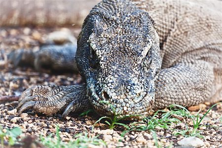 Portrait of  Komodo Dragon (Varanus komodoensis). Rinca Photographie de stock - Aubaine LD & Abonnement, Code: 400-05884644