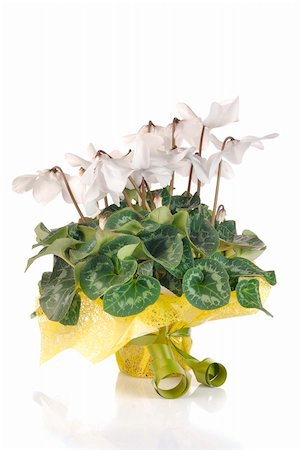 primulaceae - white cyclamen wrapped as a gift isolated on white Photographie de stock - Aubaine LD & Abonnement, Code: 400-05884688