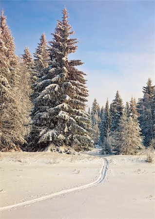 russisch (alles) - trail in the winter forest photo Foto de stock - Super Valor sin royalties y Suscripción, Código: 400-05884824