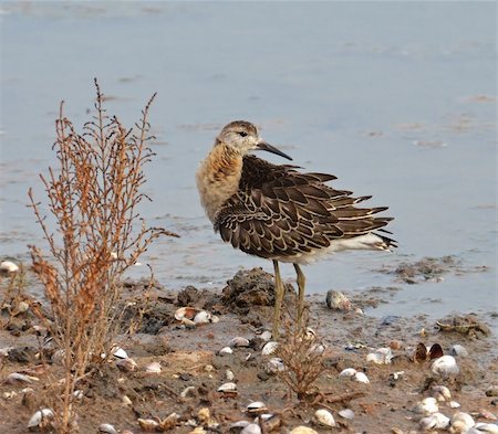 sandpiper portrait in the marsh of national park Photographie de stock - Aubaine LD & Abonnement, Code: 400-05884821