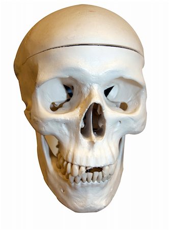 simsearch:600-03017684,k - isolated skull Stock Photo - Budget Royalty-Free & Subscription, Code: 400-05884871