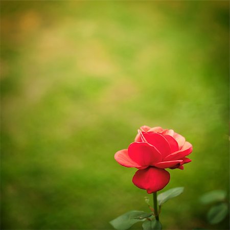 simsearch:400-04861419,k - Single red rose on blur background Photographie de stock - Aubaine LD & Abonnement, Code: 400-05885046