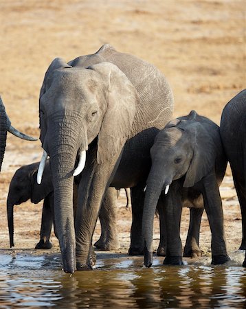 A herd of African elephants (Loxodonta Africana) on the banks of the Chobe River in Botswana drinking water Stock Photo - Budget Royalty-Free & Subscription, Code: 400-05885464