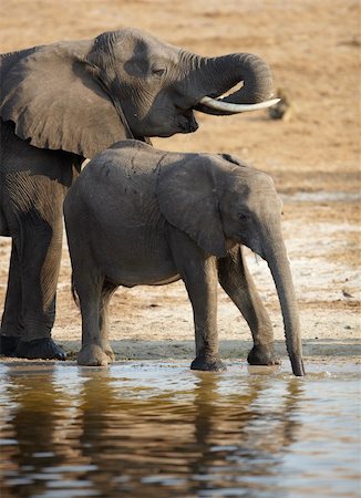 A herd of African elephants (Loxodonta Africana) on the banks of the Chobe River in Botswana drinking water Stock Photo - Budget Royalty-Free & Subscription, Code: 400-05885465