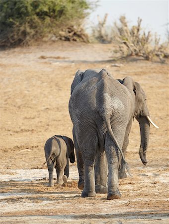 A herd of African elephants (Loxodonta Africana) on the banks of the Chobe River in Botswana drinking water Stock Photo - Budget Royalty-Free & Subscription, Code: 400-05885466