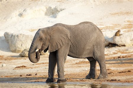 simsearch:400-06137139,k - African elephant (Loxodonta Africana) on the banks of the Chobe River in Botswana drinking water and playing in the mud Photographie de stock - Aubaine LD & Abonnement, Code: 400-05885467