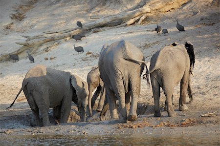 simsearch:400-06137139,k - A herd of African elephants (Loxodonta Africana) on the banks of the Chobe River in Botswana drinking water Photographie de stock - Aubaine LD & Abonnement, Code: 400-05885469