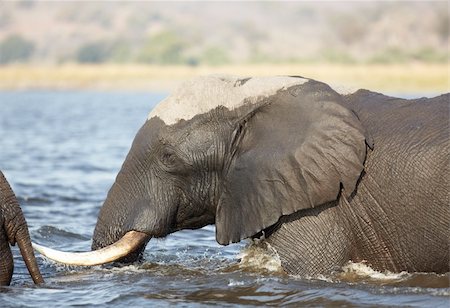 simsearch:400-04277937,k - A herd of African elephants (Loxodonta Africana) crossing the Chobe River in Botswana Photographie de stock - Aubaine LD & Abonnement, Code: 400-05885463