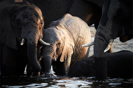 simsearch:400-06137139,k - A herd of African elephants (Loxodonta Africana) on the banks of the Chobe River in Botswana drinking water, with juveniles and a calf Photographie de stock - Aubaine LD & Abonnement, Code: 400-05885476