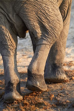 simsearch:400-04751243,k - A herd of African elephants (Loxodonta Africana) on the banks of the Chobe River in Botswana drinking water Photographie de stock - Aubaine LD & Abonnement, Code: 400-05885479