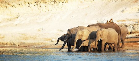 simsearch:400-05885491,k - A herd of African elephants (Loxodonta Africana) on the banks of the Chobe River in Botswana drinking water Photographie de stock - Aubaine LD & Abonnement, Code: 400-05885470
