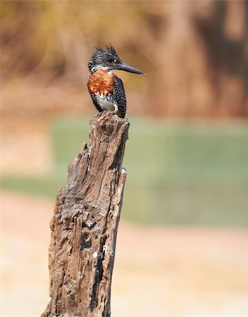 The lesser seen Giant Kingfisher male (Megaceryle maximus) with its copper or chestnut coloured chest on the banks of the Chobe River in Botswana watching for prey. The Giant Kingfisher is predominantly found in Sub Saharan Africa Photographie de stock - Aubaine LD & Abonnement, Code: 400-05885471