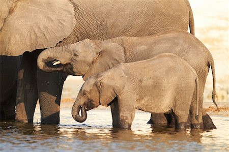 simsearch:400-04277937,k - A herd of African elephants (Loxodonta Africana) on the banks of the Chobe River in Botswana drinking water Photographie de stock - Aubaine LD & Abonnement, Code: 400-05885484