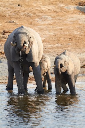 simsearch:400-04277937,k - A herd of African elephants (Loxodonta Africana) on the banks of the Chobe River in Botswana drinking water, with juveniles and a calf Photographie de stock - Aubaine LD & Abonnement, Code: 400-05885486