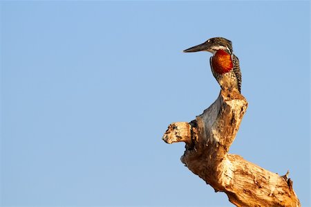 The lesser seen Giant Kingfisher male (Megaceryle maximus) with its copper or chestnut coloured chest on the banks of the Chobe River in Botswana watching for prey. The Giant Kingfisher is predominantly found in Sub Saharan Africa Photographie de stock - Aubaine LD & Abonnement, Code: 400-05885488