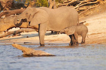 simsearch:400-06137139,k - A herd of African elephants (Loxodonta Africana) on the banks of the Chobe River in Botswana drinking water, with juveniles and a calf Photographie de stock - Aubaine LD & Abonnement, Code: 400-05885480