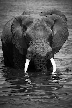 simsearch:400-05885491,k - A herd of African elephants (Loxodonta Africana) on the banks of the Chobe River in Botswana drinking water Photographie de stock - Aubaine LD & Abonnement, Code: 400-05885494