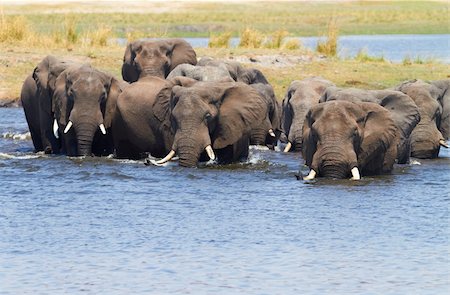 A herd of African elephants (Loxodonta Africana) on the banks of the Chobe River in Botswana drinking water Stock Photo - Budget Royalty-Free & Subscription, Code: 400-05885491