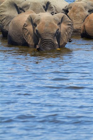 simsearch:400-04277937,k - A herd of African elephants (Loxodonta Africana) Crossing over from the banks of the Chobe River in Botswana drinking water Photographie de stock - Aubaine LD & Abonnement, Code: 400-05885492