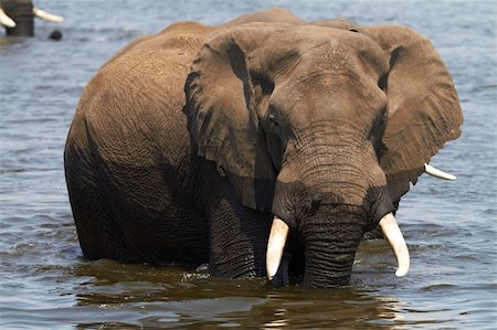A herd of African elephants (Loxodonta Africana) on the banks of the Chobe River in Botswana drinking water Stock Photo - Budget Royalty-Free & Subscription, Code: 400-05885493