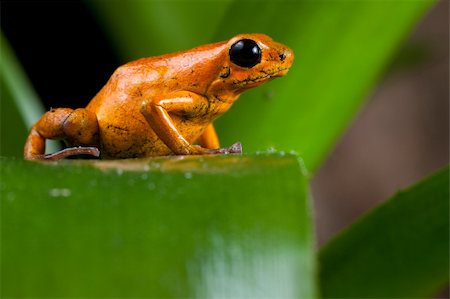 poisonous frog - orange poison dart frog sitting on leaf in amazon rainforest Panama, terrarium pet animal Photographie de stock - Aubaine LD & Abonnement, Code: 400-05885634