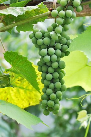 simsearch:625-00804551,k - green species of grapes growing in a vineyard Stock Photo - Budget Royalty-Free & Subscription, Code: 400-05885809