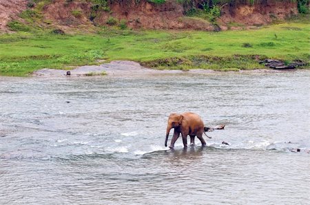 simsearch:400-06062920,k - A young elephant goes back to the herd by the river Foto de stock - Super Valor sin royalties y Suscripción, Código: 400-05885912